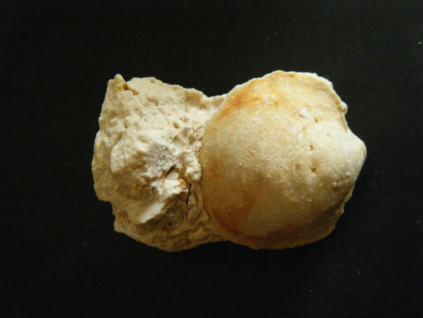 Fossili da Malta